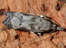 Dichomeris inversella